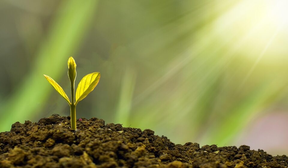 investment, concept, business, finance, growth, plant, money, wealth, grow, green, coin, success, tree, financial, cash, currency, profit, leaf, growing, nature, banking, economy, bank, investment, business, business, growth, growth, growth, growth, growth, plant, plant, money, money, grow, success, success, success, tree