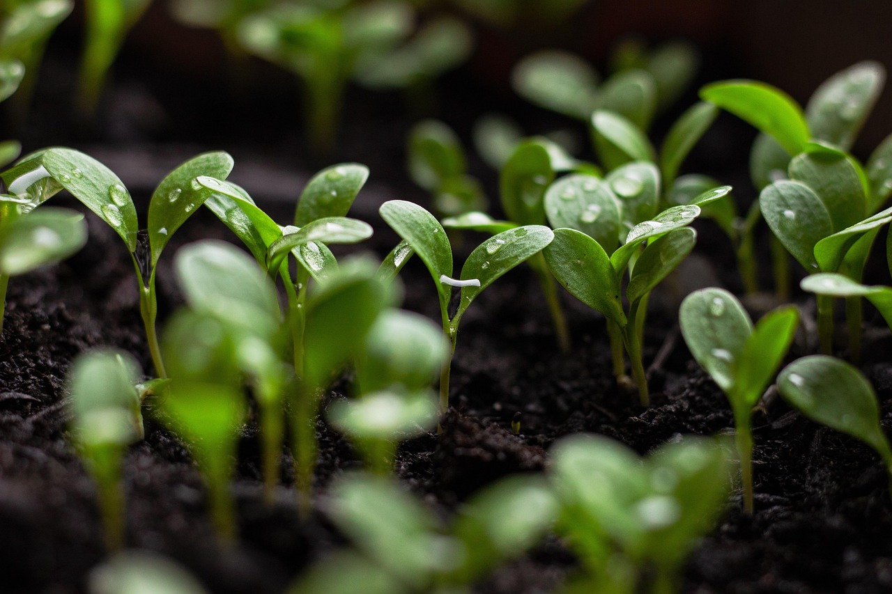seedlings, soil, spring flowers, bloom, nature, blooming flower, garden background, green aesthetic, green city, urban gardening, water drop, nature background, nature green, water, green background, garden flowers, spring background, sustainability, sustainable, earth day