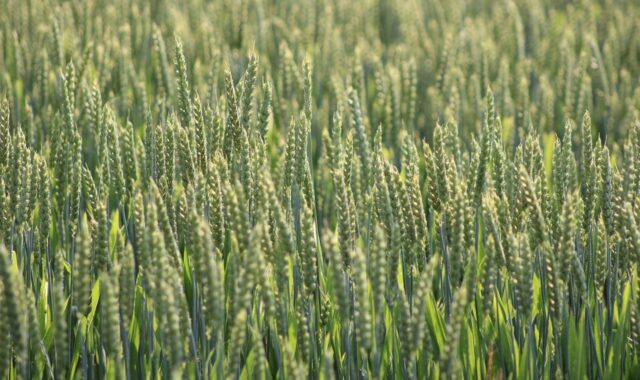 grain, grain field, field, agriculture, nature, harvest, wheat field, monoculture, rye