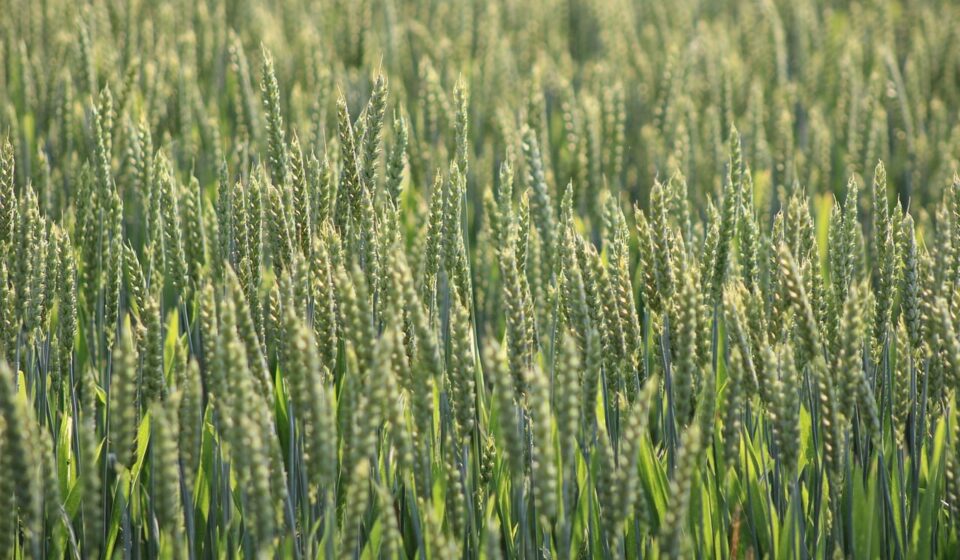 grain, grain field, field, agriculture, nature, harvest, wheat field, monoculture, rye