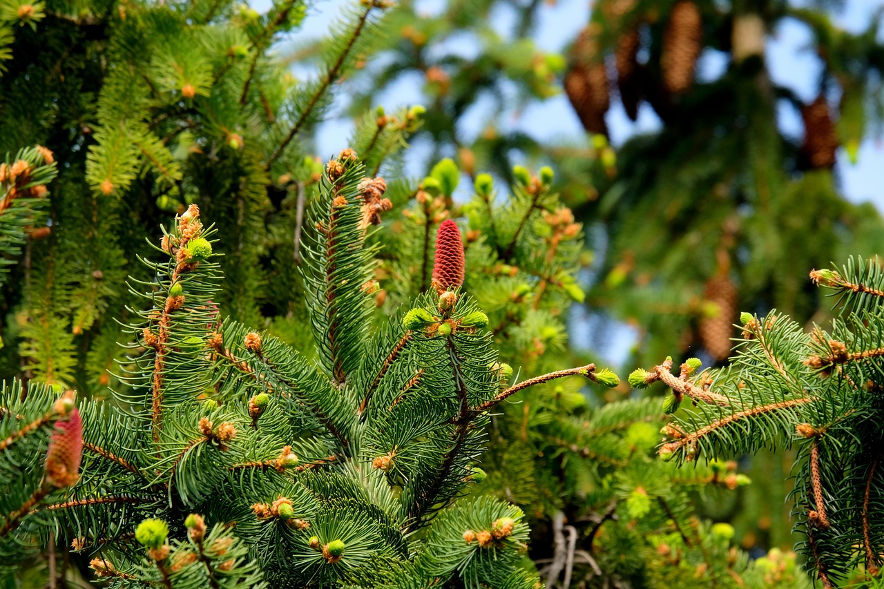 fir trees, needles, cones, pine cones, pine needles, trees, nature, fir needles, green, evergreen, conifers, coniferous, conifer forest, branches, fir, fir trees, pine needles, trees, trees, nature, green, evergreen, conifers, conifers, fir, fir, fir, fir, fir