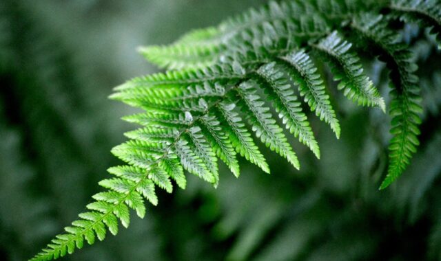 fern, cool backgrounds, macro, green, leaves, nature, botany, biology, details, laptop wallpaper, windows wallpaper, free wallpaper, hd wallpaper, full hd wallpaper, 4k wallpaper, beautiful nature, nature background, development, nature wallpaper, decorative, wallpaper hd, wallpaper, natural, background, desktop backgrounds, bright, beauty, symmetry, free background, 4k wallpaper 1920x1080, wallpaper 4k, beautiful wallpaper, beautiful, mac wallpaper, fresh, garden, leaf structure