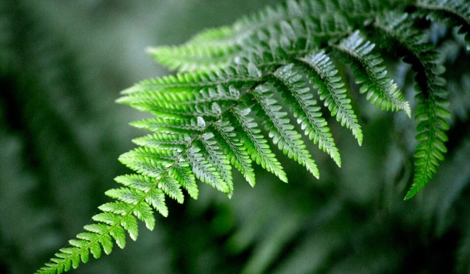 fern, cool backgrounds, macro, green, leaves, nature, botany, biology, details, laptop wallpaper, windows wallpaper, free wallpaper, hd wallpaper, full hd wallpaper, 4k wallpaper, beautiful nature, nature background, development, nature wallpaper, decorative, wallpaper hd, wallpaper, natural, background, desktop backgrounds, bright, beauty, symmetry, free background, 4k wallpaper 1920x1080, wallpaper 4k, beautiful wallpaper, beautiful, mac wallpaper, fresh, garden, leaf structure
