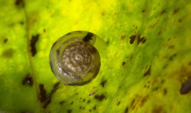 snail, shell, dry rigid