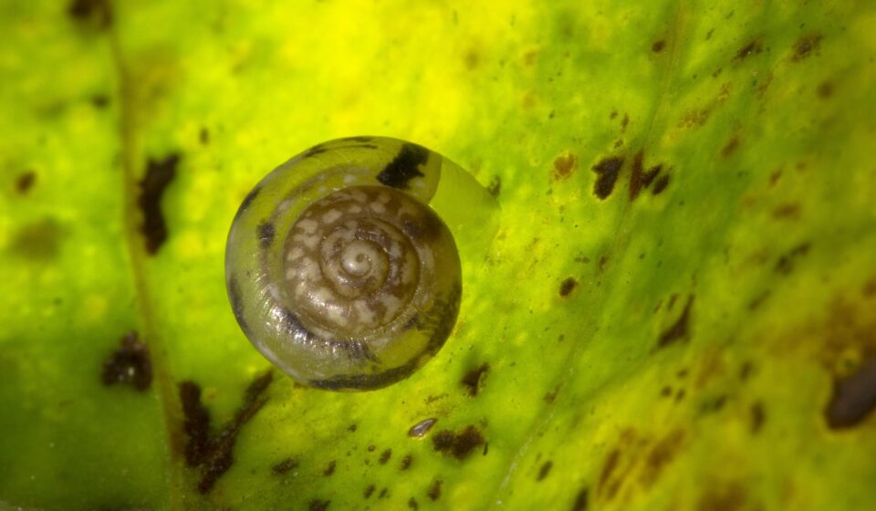 snail, shell, dry rigid