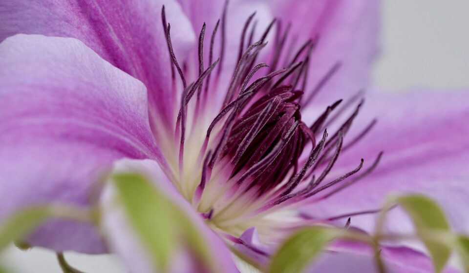 close up, air-condit, spring, macro, nature, blossom, bloom