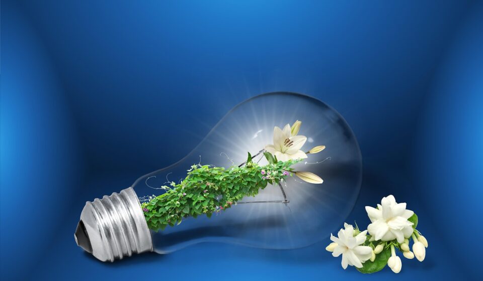 save energy, energy saving, sustainability, flower wallpaper, electricity, the light bulb, environment, flower background, beautiful flowers, environmentally friendly, sustainable energy, green electricity, renewable energy, lightbulb, ivy, tendrils, nature, flower, rethinking, renewable, sustainable