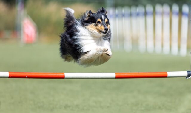 dog, active, activities, activity, delightful, flexible, dexterity, animal, nature, barrier, breed, canine, competition, well, cute, pet, dog sport, domesticated, vigorous, field, furry, wool