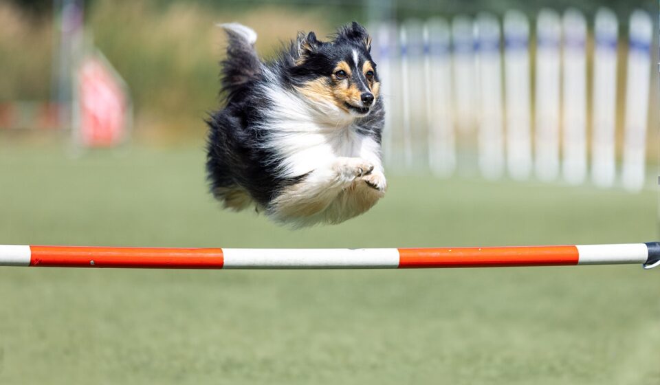 dog, active, activities, activity, delightful, flexible, dexterity, animal, nature, barrier, breed, canine, competition, well, cute, pet, dog sport, domesticated, vigorous, field, furry, wool