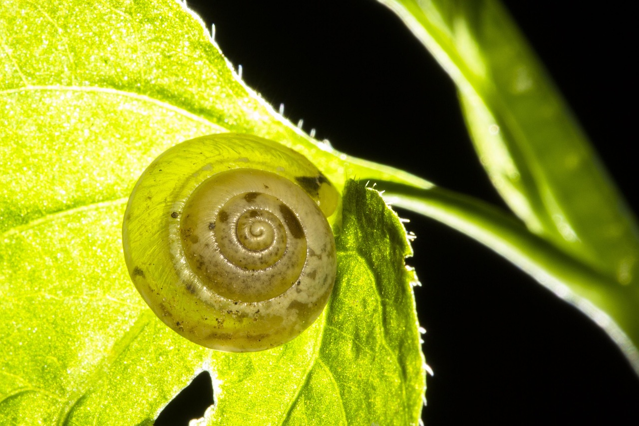 snail, shell, dry rigid