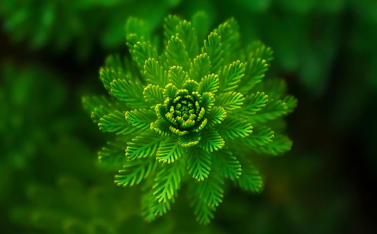 fern, leaves, foliage, green, nature, fresh, symmetry, green leaves, green foliage, plants, flora, botany, fern, leaves, green, green, green, green, green, plants