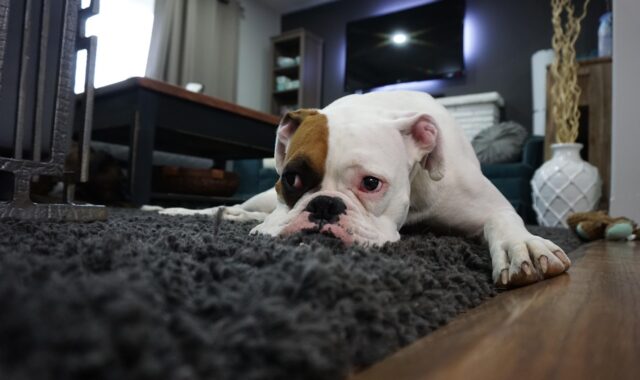 boxer, dog, lazy, animal, boxer dog, canine, nature, home, pet, purebred, carpet, sad, depressed, mood