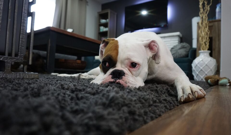boxer, dog, lazy, animal, boxer dog, canine, nature, home, pet, purebred, carpet, sad, depressed, mood