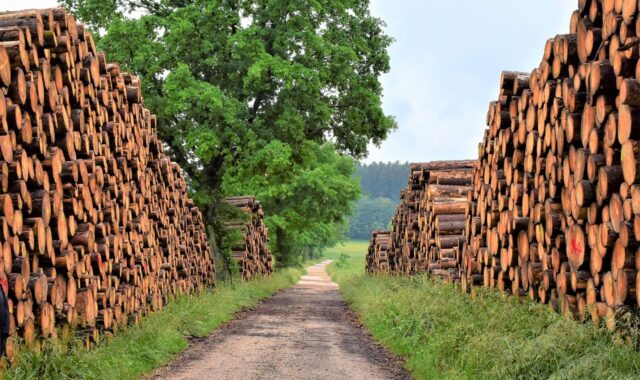 wood, timber industry, forest, tree trunks, nature, environment, spring, wood work, felling, saw, to build, construction material, firewood heating, path, energy, renewable, eco, wood, wood work, wood work, wood work, wood work, wood work, saw, saw, saw