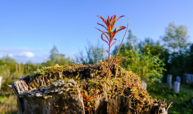 grass, flora, botany, shoot, plant, nature, sustainability