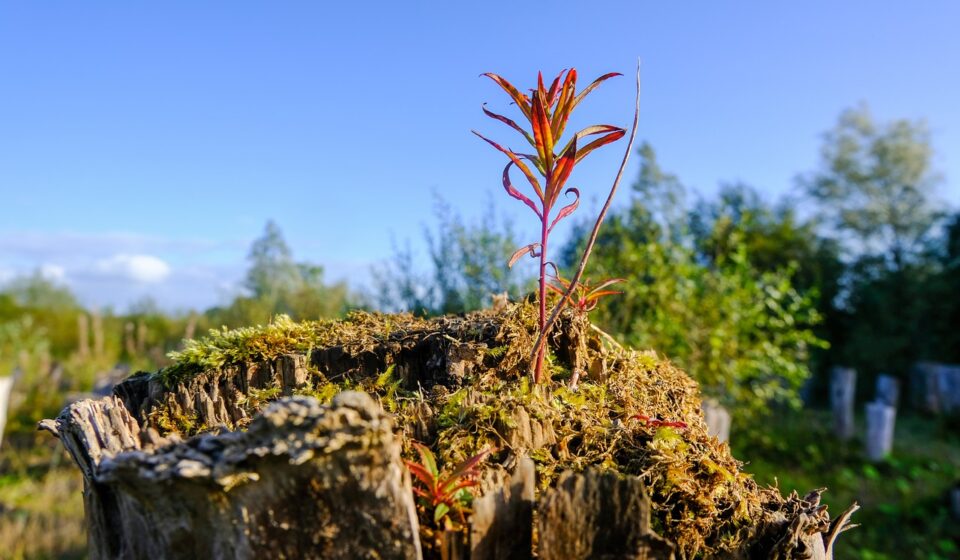 grass, flora, botany, shoot, plant, nature, sustainability