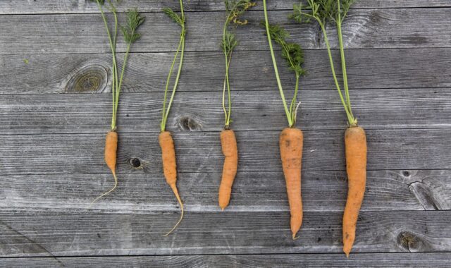vegetables, harvest, cultivation, thanksgiving, garden, fresh, carrots, carrot, multicoloured, bio, food, basket, self-sufficiency, self-sufficient, home made, urban, gardening, neourban, sustainable, abstinence from consumption, nature, garden table, mood, kitchen garden, harvest time, vegetable growing, carrots, carrot, carrot, carrot, carrot, carrot