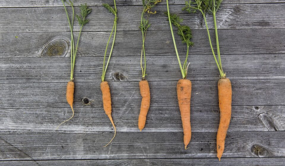 vegetables, harvest, cultivation, thanksgiving, garden, fresh, carrots, carrot, multicoloured, bio, food, basket, self-sufficiency, self-sufficient, home made, urban, gardening, neourban, sustainable, abstinence from consumption, nature, garden table, mood, kitchen garden, harvest time, vegetable growing, carrots, carrot, carrot, carrot, carrot, carrot