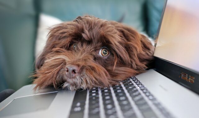 dog, containment, telework, bichon, havanese, cute, laptop, pet, keyboard, animal, nature, computer science, reflection, animals
