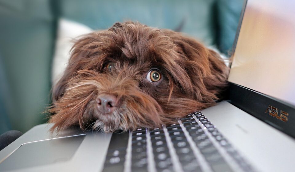dog, containment, telework, bichon, havanese, cute, laptop, pet, keyboard, animal, nature, computer science, reflection, animals