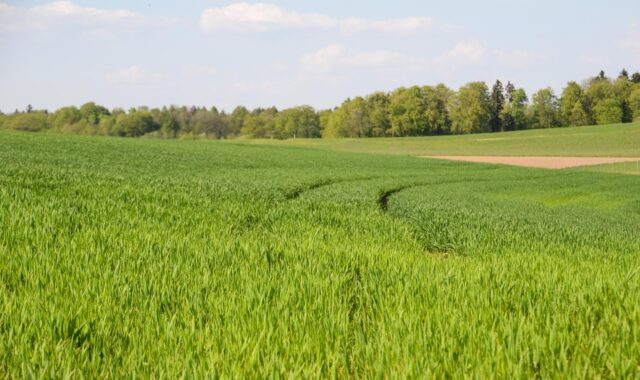 grass, field, sense, agriculture, landscape, nature, grain, sustainability, green