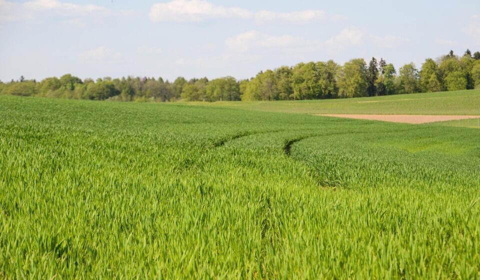 grass, field, sense, agriculture, landscape, nature, grain, sustainability, green