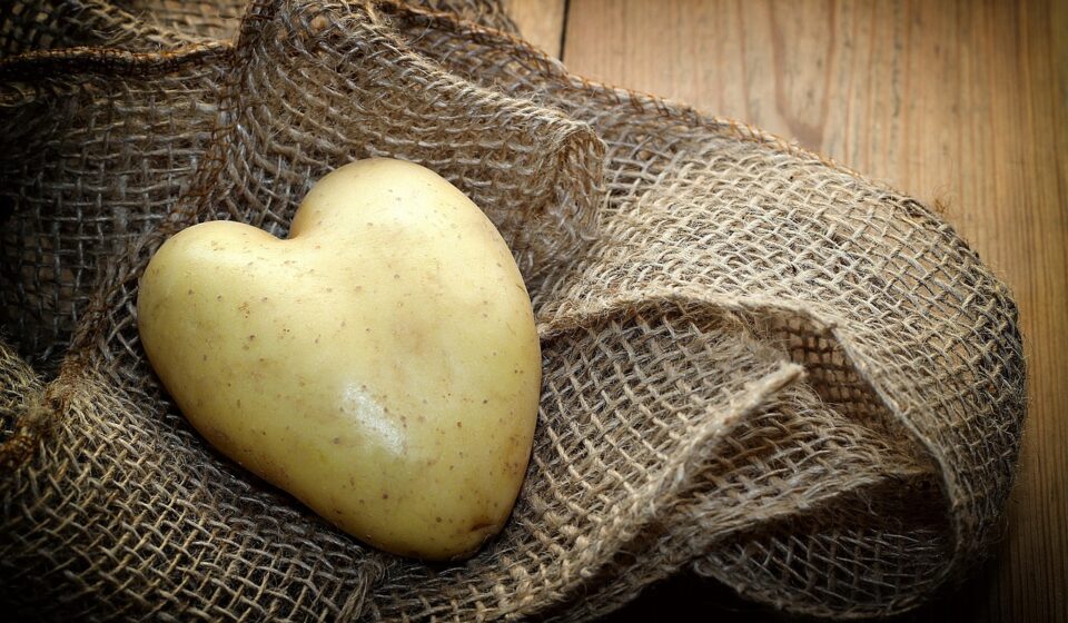 potato, heart, material, wood, vegetables, meal, nourishment, love, food, harvest, bio, nature, symbol, fresh, heart shape, potato heart, heart-shaped, uncooked, potato, potato, potato, potato, potato