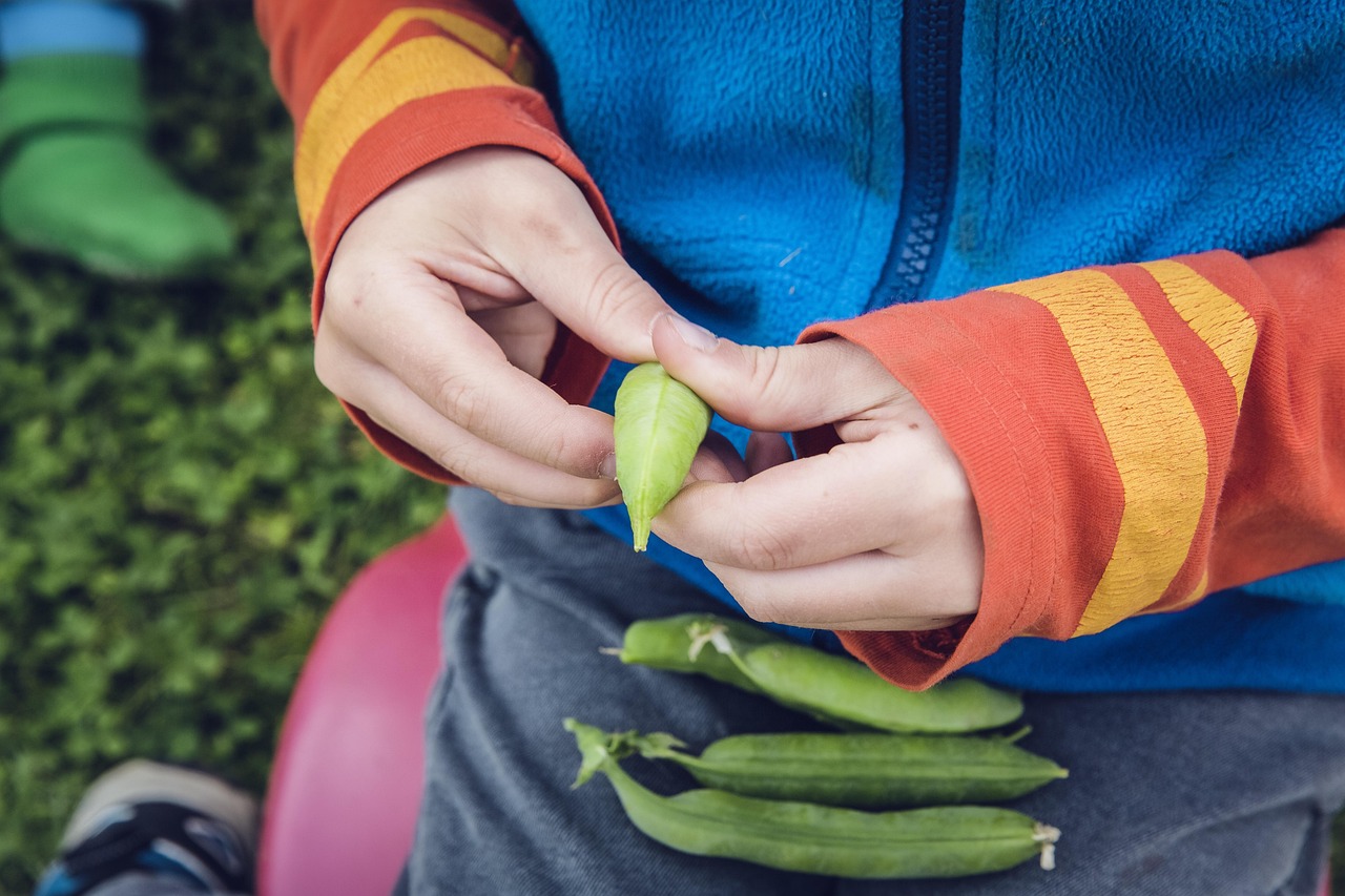 vegetables, harvest, cultivation, thanksgiving, garden, fresh, beans, multicoloured, bio, food, basket, self-sufficiency, self-sufficient, nature, home made, urban, gardening, neourban, sustainable, abstinence from consumption