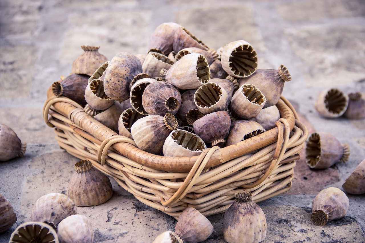 poppyseed, poppy, seed, nature, plant, garden, cover, half, floral, natural, decoration, dry, poppy-capsules, poppy capsules, poppy seeds, many, basket