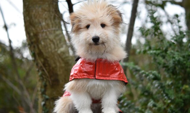 dog, dog wears a coat, young dog, dog look great, animal, pet, dog ouba, coat for dog red