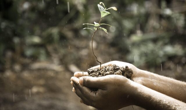 hands, plant, soil, grow, growing, growth, nature, raining, rainfall, rain, outdoors, life, idea, concept, soil, growth, growth, growth, growth, rain, rain, rain, rain, rain, life, life, life