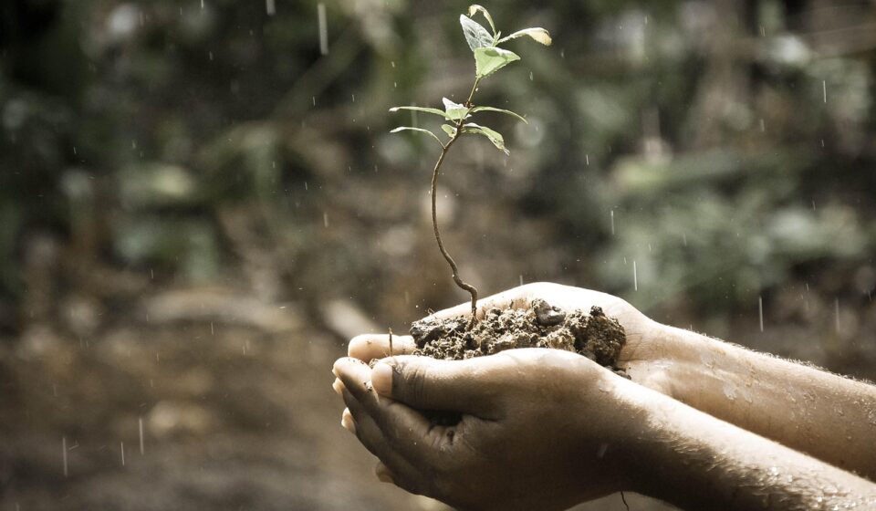hands, plant, soil, grow, growing, growth, nature, raining, rainfall, rain, outdoors, life, idea, concept, soil, growth, growth, growth, growth, rain, rain, rain, rain, rain, life, life, life