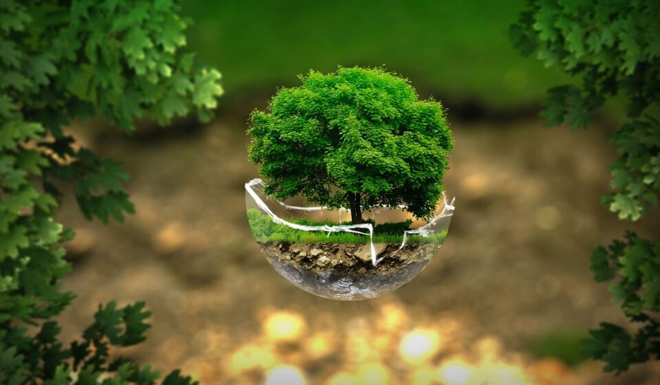 environment, ecology, nature, protection, green, life, eco, bottle tree, letters, glass, tree, fantasy, photoshop, green nature, green tree, green life, green fantasy, green glass, green letter, green bottle, green glasses, green natural, ecology, ecology, ecology, ecology, eco, eco, eco, eco, eco